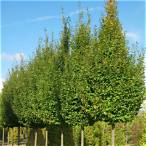 carpinus bet frans fontaine